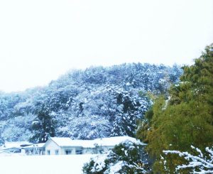 雪が積もっている様子